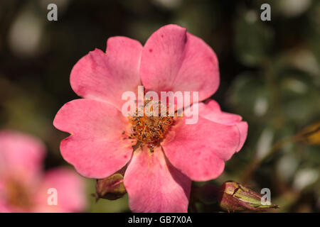 Glücklich Chappy rosa Aprikose Rose, Rosa, Blume blüht als Bodendecker in einem botanischen Garten im Sommer Stockfoto