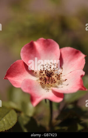 Glücklich Chappy rosa Aprikose Rose, Rosa, Blume blüht als Bodendecker in einem botanischen Garten im Sommer Stockfoto