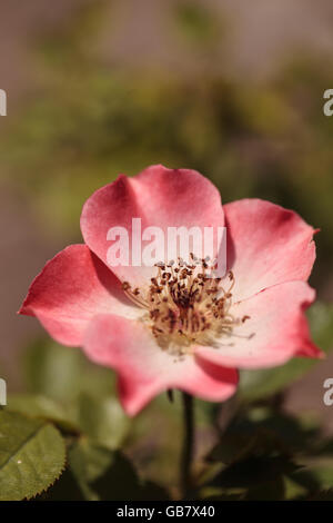 Glücklich Chappy rosa Aprikose Rose, Rosa, Blume blüht als Bodendecker in einem botanischen Garten im Sommer Stockfoto