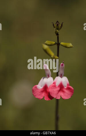 Rote und weiße heiße Lippen Salvia Blumen, Salvia Microphylla, blüht in einem botanischen Garten im Frühling auf grünem Hintergrund. Stockfoto