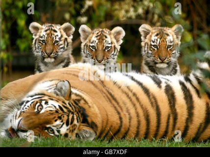 Tigerbabys im Howletts Stockfoto