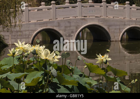 Los Angeles, Kalifornien, 2. Juli 2016: Chinesische Botanischer Garten bei Huntington Botanischer Garten mit einem Teich und Brücke Stockfoto