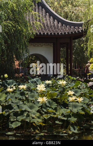 Los Angeles, Kalifornien, 2. Juli 2016: Chinesische Botanischer Garten bei Huntington Botanischer Garten mit einem Teich und Brücke Stockfoto