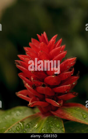 Seltene rote Costus Osae tropische Blume ist eine Art von Ingwer in Costa Rica gefunden Stockfoto