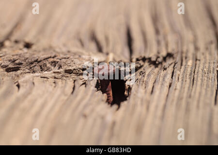 Makro Nahaufnahme von einem rostigen Nagel in notleidenden antikes Holz Stockfoto