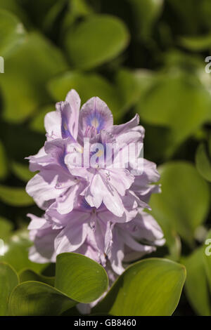 Hell lila Blüten der gemeinsamen Wasserhyazinthe Eichhornia Crassipes auf einem Teich in Südkalifornien im Sommer. Stockfoto