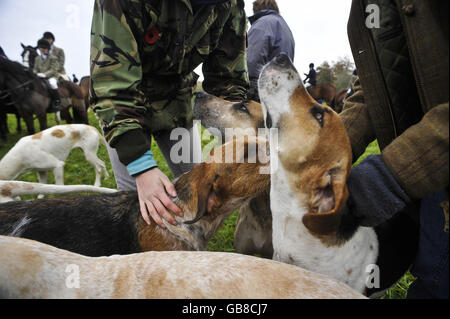 Jäger und Jagdhunde des Beaufort jagen am ersten Wochenende der neuen Jagdsaison in Gloucestershire. Stockfoto