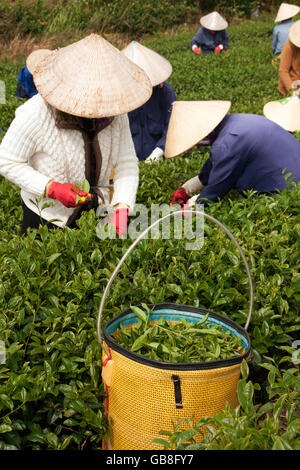 Gruppe des Breis konische Strohhut tragen, wählen Sie durchsuchen aus der Teepflanze und in Korb am Tee-Plantage. 31. Juli 2012 Stockfoto