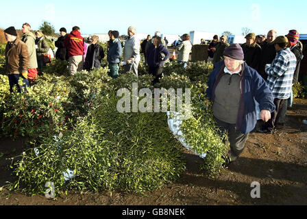 Audrey James aus St. Davids Pembrokeshire versammelt die Mistel und Stechpalme, die sie bei der jährlichen Auktion von Tenbury Wells gekauft hat. Stockfoto