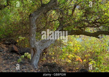 Hackberry entlang Stud Creek Trail, Schlange Wild and Scenic River, Hells Canyon National Recreation Area, Oregon Stockfoto