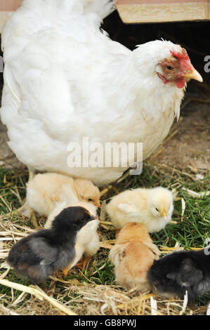 Junge Küken, mit ihrer Mutter Henne auf der Lower Shaw Farm, Swindon. Die Küken wurden sechs Monate früher geboren. Stockfoto