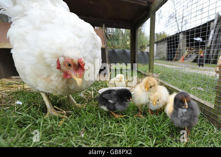 Küken, die sechs Monate zu früh geboren Stockfoto