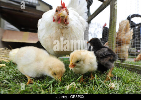 Küken, die sechs Monate zu früh geboren Stockfoto