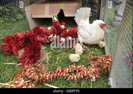 Küken, die sechs Monate zu früh geboren Stockfoto