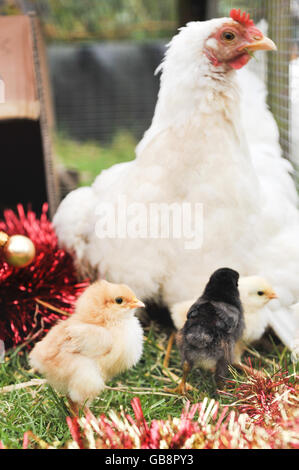 Junge Küken, mit ihrer Mutter Henne auf der Lower Shaw Farm, Swindon. Die Küken wurden sechs Monate früher geboren. Stockfoto