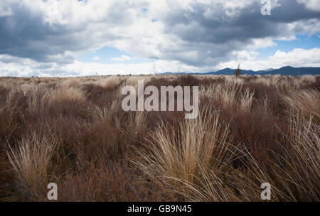 Desert Road Grasbüschel golden und biegen Sie in Wind. Stockfoto