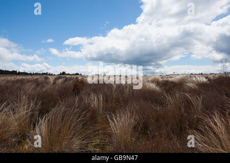 Desert Road Grasbüschel golden und biegen Sie in Wind. Stockfoto
