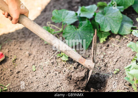 Sommer Arbeit im Garten. Closeup Frau Neubepflanzung Pflanze, weibliche Hände hält Spaten graben Boden Grube im freien Stockfoto