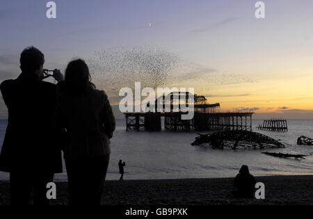 Bei Sonnenuntergang beobachten die Menschen die Stare über dem West Pier in Brighton. Stockfoto