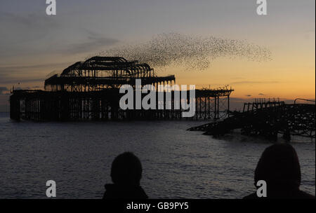 Staren in Brighton. Bei Sonnenuntergang beobachten die Menschen die Stare über dem West Pier in Brighton. Stockfoto