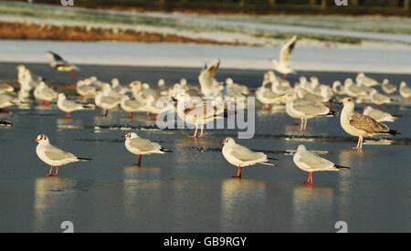 Vögel auf dem Bootssee in einem schneebedeckten Tynemouth Park, North Tyneside. Stockfoto