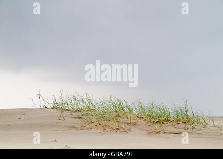 Dünengebieten Grass Sand am Strand stabilisiert und baut eine neue Düne Stockfoto