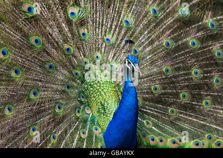 Seitenansicht eines bunten männlichen Paarung Pfau stehend in der Sonne Stockfoto