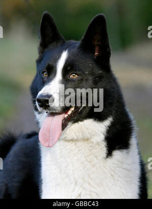 Karelischer Bärenhund Stockfoto