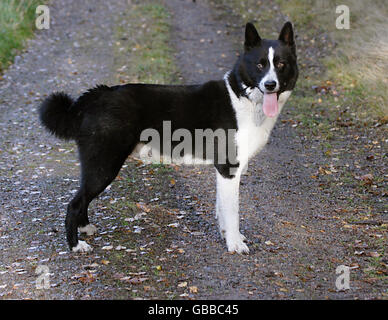 Karelian bear Dog Stockfoto