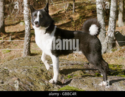 Karelian bear Dog Stockfoto