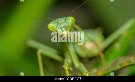 Neugierig grün Jagd Mantis Stockfoto