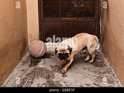 Foto von einem Mops und ein Ball Basketball auf einem Betonboden und Stockfoto