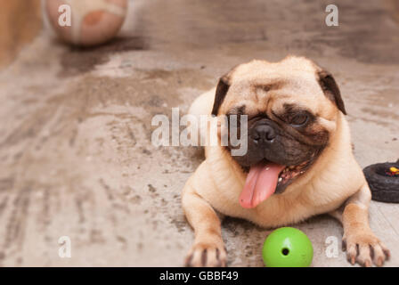 Foto von einem Mops und ein Ball Basketball auf einem Betonboden Stockfoto