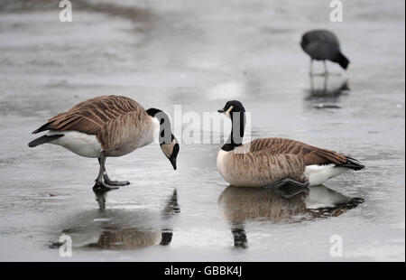 Kanadagänse ernähren sich durch ein Loch im Eis an einem gefrorenen See im Londoner Regents Park. Stockfoto