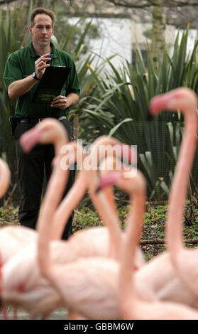 Bestandsaufnahme des Londoner Zoos. Zoo Keeper Mick Tiley führt im Rahmen der jährlichen Bestandsaufnahme im London Zoo eine Zählung von Flamingos durch. Stockfoto