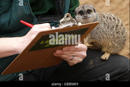 Zoo Keeper Mick Tiley führt eine Zählung von Erdmännchen durch, als Teil der jährlichen Bestandsaufnahme im London Zoo. Stockfoto