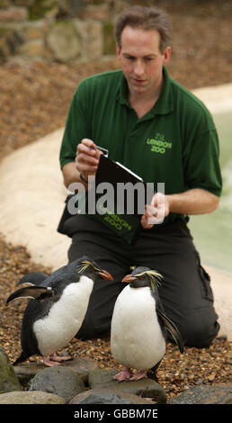 Zoo Keeper Mick Tiley führt im Rahmen der jährlichen Bestandsaufnahme im London Zoo eine Anzahl von Rockhopper Penguins durch. Stockfoto