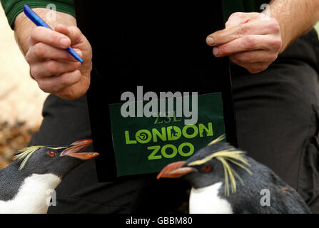 Zoo Keeper Mick Tiley führt im Rahmen der jährlichen Bestandsaufnahme im London Zoo eine Anzahl von Rockhopper Penguins durch. Stockfoto