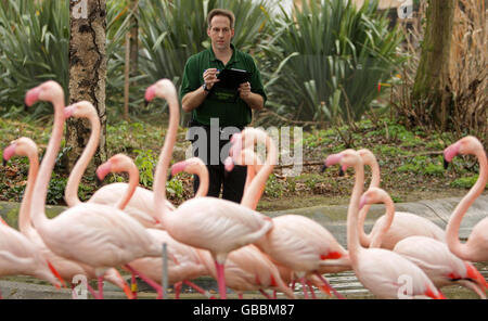 Der Londoner Zoo Bestandsaufnahme Stockfoto