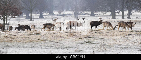 Eine Rotwildherde sammelt im Frost im Studley Royal in der Nähe von Ripon nach Nahrung, während die Kälte andauert. Stockfoto