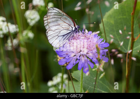 Aporia Crataegi, schwarz geäderten weiß Stockfoto
