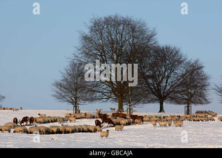 Schafe und Hirsche auf schneebedeckten Feldern in Chatsworth, Derbyshire. Stockfoto