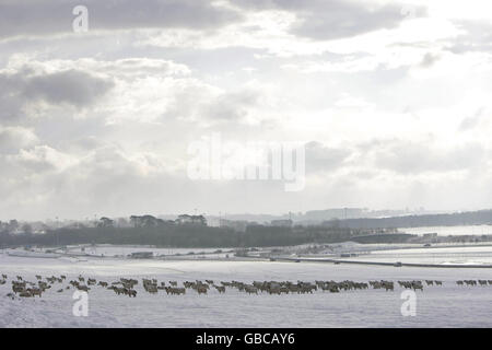 Eine Herde Schafe, die heute Morgen auf einem schneebedeckten Feld in der Nähe der Stadt Kildare grasen. Stockfoto