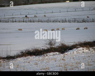 Schafe in den schneebedeckten Feldern rund um das Dorf Llangennech, Carmarthesnshire. Stockfoto