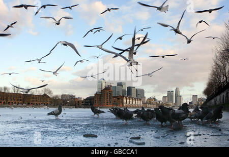 Vögel stehen auf dem gefrorenen Greenland Dock vor der City of London. Stockfoto