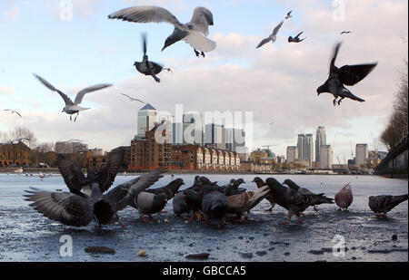 Vögel stehen auf dem gefrorenen Greenland Dock vor der City of London. Stockfoto