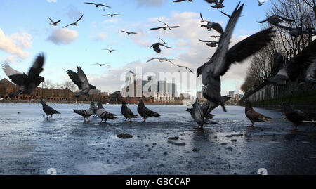 Vögel stehen auf dem gefrorenen Greenland Dock vor der City of London. Stockfoto