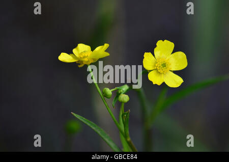 Geringerer Spearwort in Blüte. Stockfoto