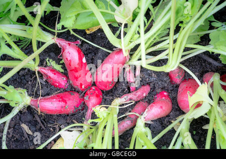 Radieschen wachsen und bereit für die Kommissionierung für einen Salat Stockfoto