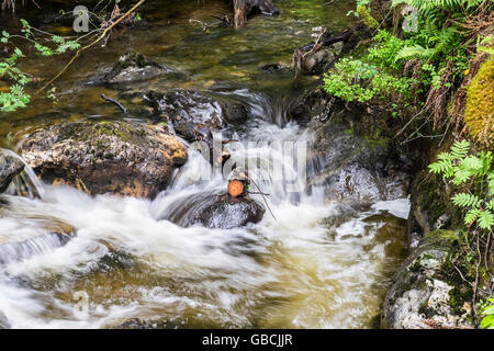 Schottische Stream in die Trossachs fließt über Steinen und zerbrochene Ast Stockfoto